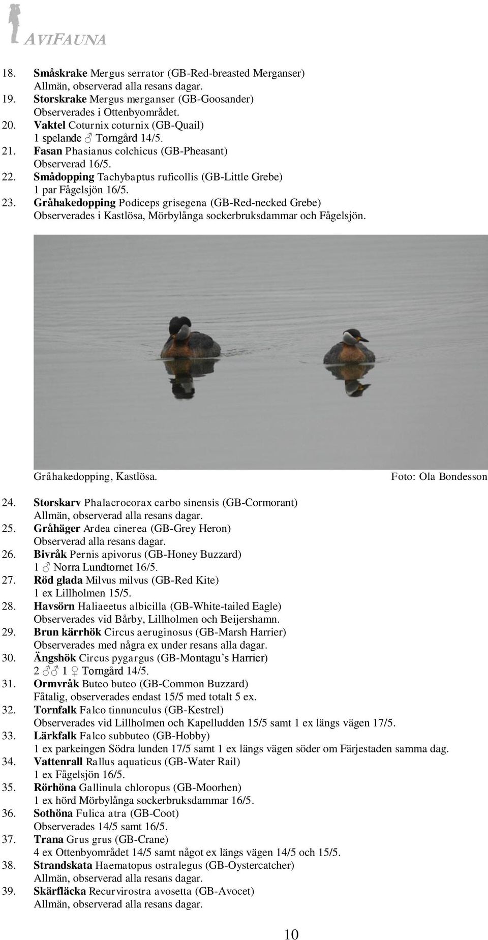 23. Gråhakedopping Podiceps grisegena (GB-Red-necked Grebe) Observerades i Kastlösa, Mörbylånga sockerbruksdammar och Fågelsjön. Gråhakedopping, Kastlösa. 24.