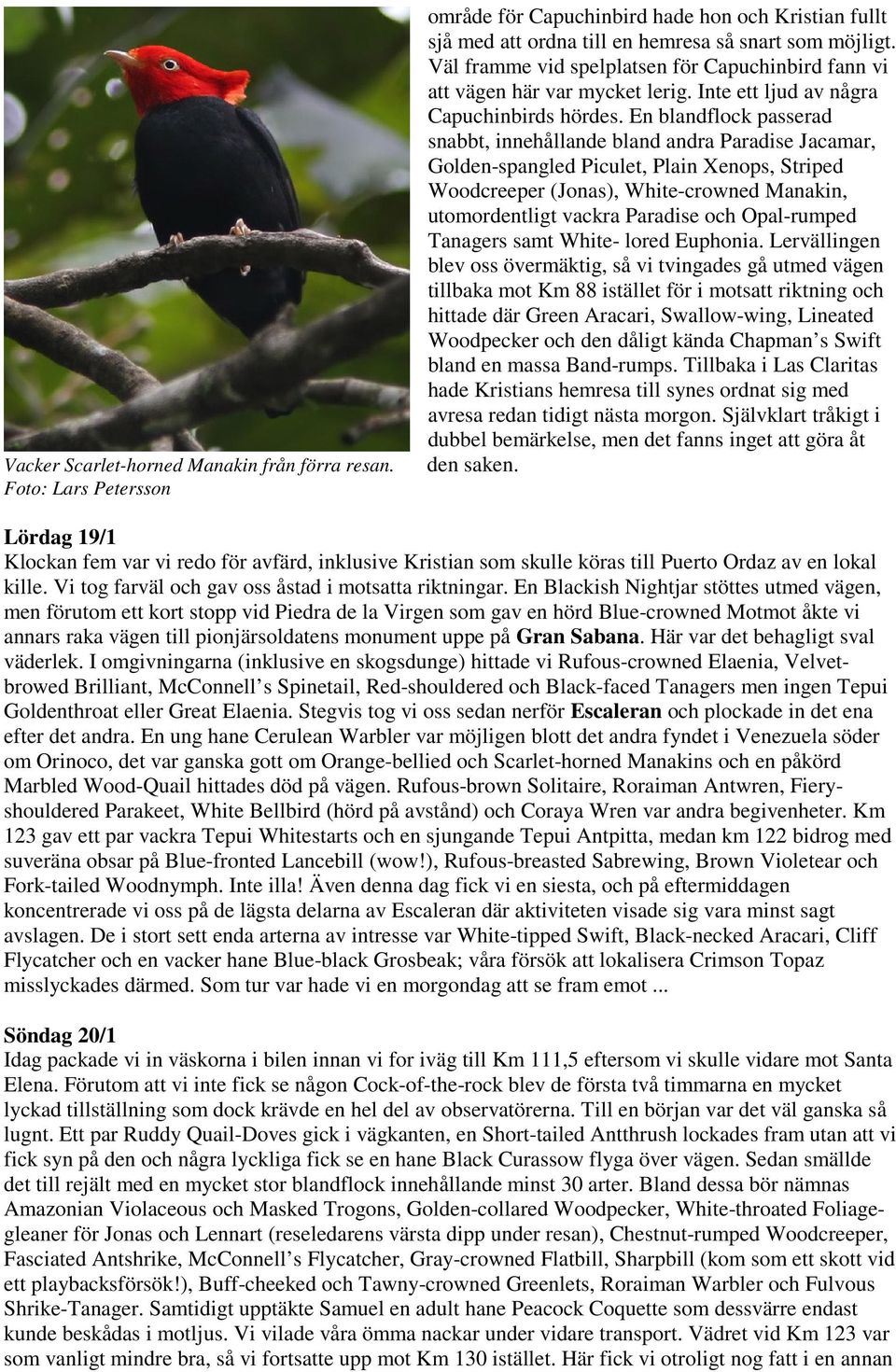 En blandflock passerad snabbt, innehållande bland andra Paradise Jacamar, Golden-spangled Piculet, Plain Xenops, Striped Woodcreeper (Jonas), White-crowned Manakin, utomordentligt vackra Paradise och