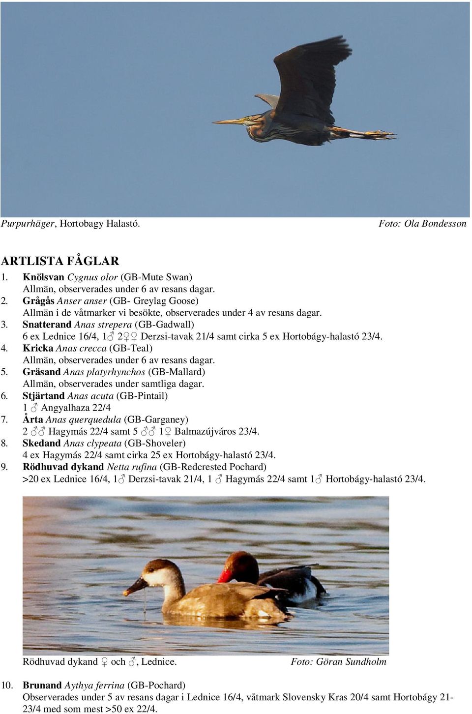 Snatterand Anas strepera (GB-Gadwall) 6 ex Lednice 16/4, 1 2 Derzsi-tavak 21/4 samt cirka 5 ex Hortobágy-halastó 23/4. 4. Kricka Anas crecca (GB-Teal) Allmän, observerades under 6 av resans dagar. 5. Gräsand Anas platyrhynchos (GB-Mallard) Allmän, observerades under samtliga dagar.