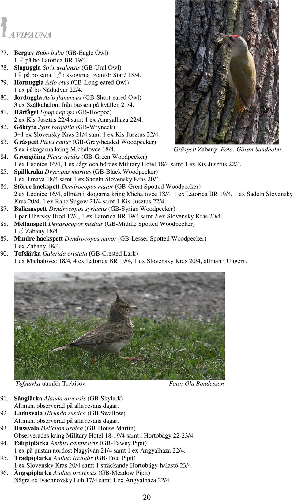 Härfågel Upupa epops (GB-Hoopoe) 2 ex Kis-Jusztus 22/4 samt 1 ex Angyalhaza 22/4. 82. Göktyta Jynx torquilla (GB-Wryneck) 3+1 ex Slovensky Kras 21/4 samt 1 ex Kis-Jusztus 22/4. 83.