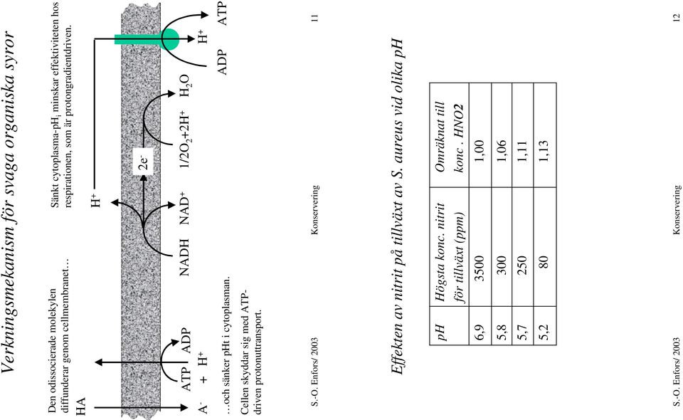 H + 2e - ATP ADP NADH NAD + 1/2O 2 +2H + H 2 O A - + H + och sänker pht i cytoplasman. Cellen skyddar sig med ATPdriven protonuttransport.