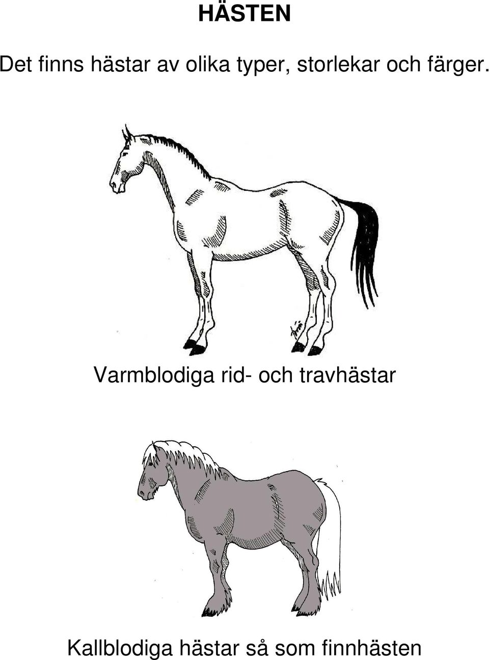 Varmblodiga rid- och travhästar