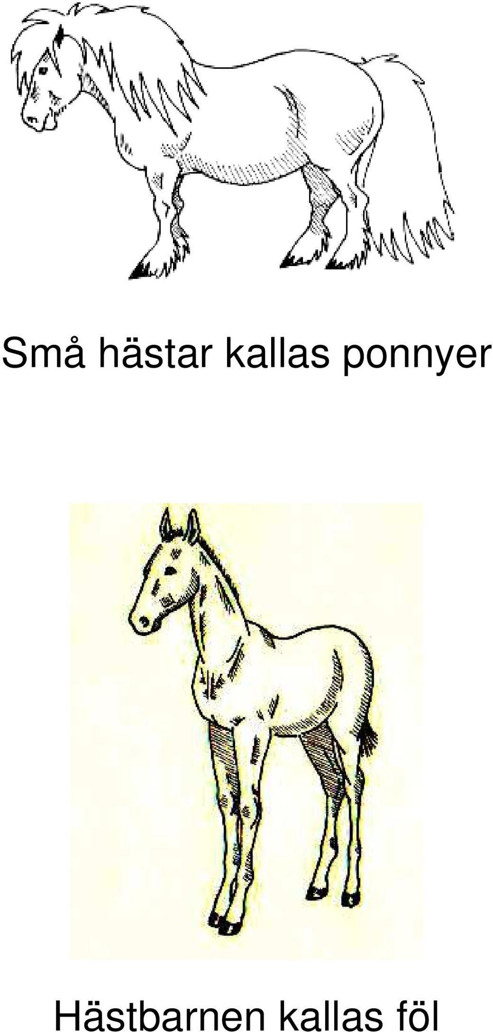 ponnyer