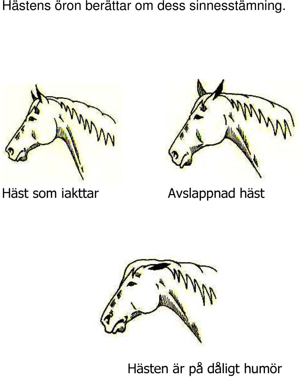 Häst som iakttar