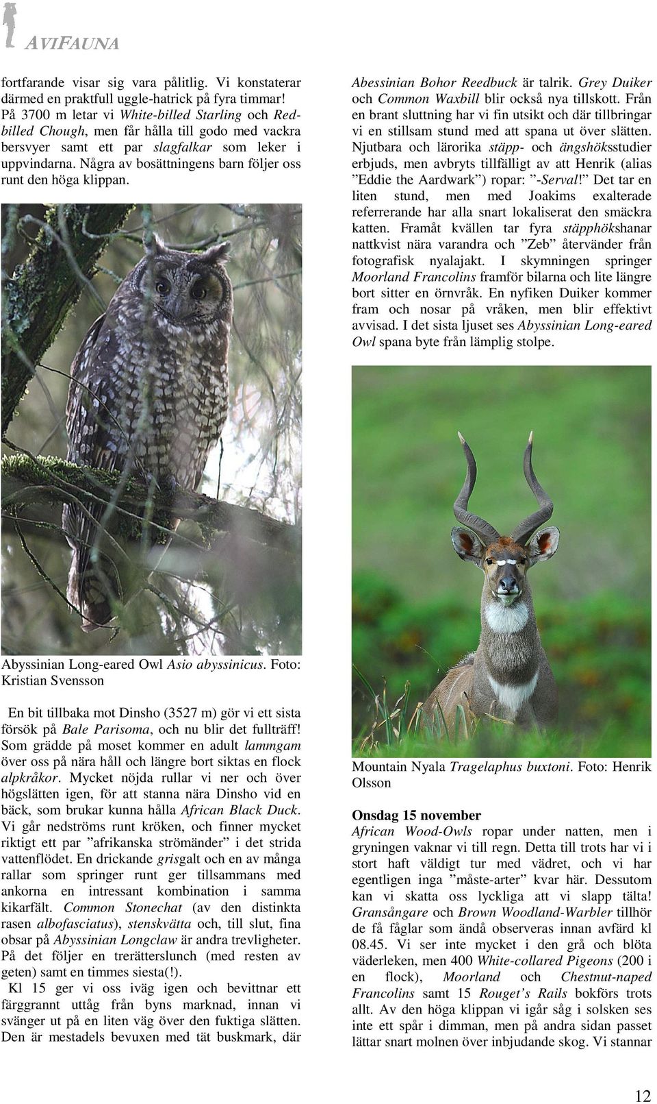 Några av bosättningens barn följer oss runt den höga klippan. Abessinian Bohor Reedbuck är talrik. Grey Duiker och Common Waxbill blir också nya tillskott.