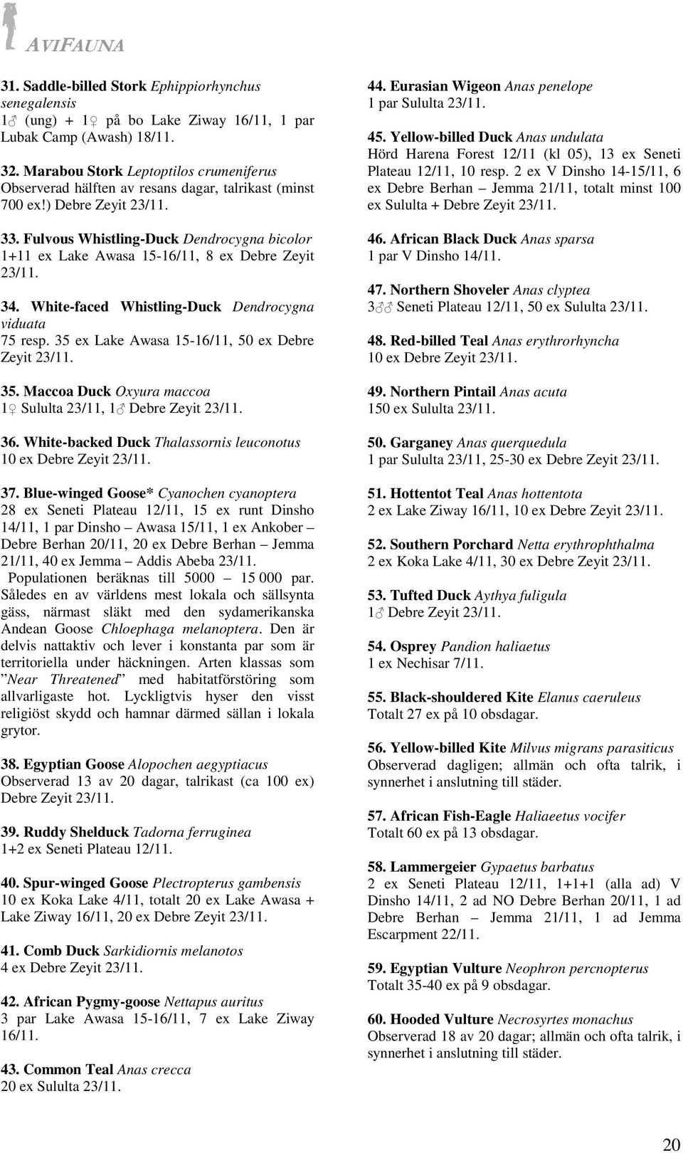 Fulvous Whistling-Duck Dendrocygna bicolor 1+11 ex Lake Awasa 15-16/11, 8 ex Debre Zeyit 23/11. 34. White-faced Whistling-Duck Dendrocygna viduata 75 resp.