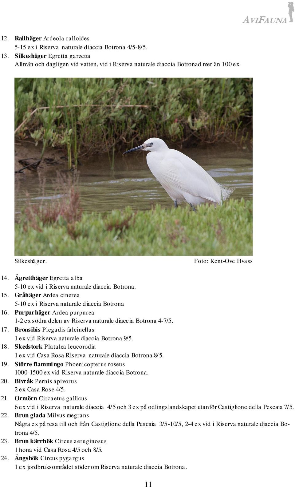 Ägretthäger Egretta alba 5-10 ex vid i Riserva naturale diaccia Botrona. 15. Gråhäger Ardea cinerea 5-10 ex i Riserva naturale diaccia Botrona 16.