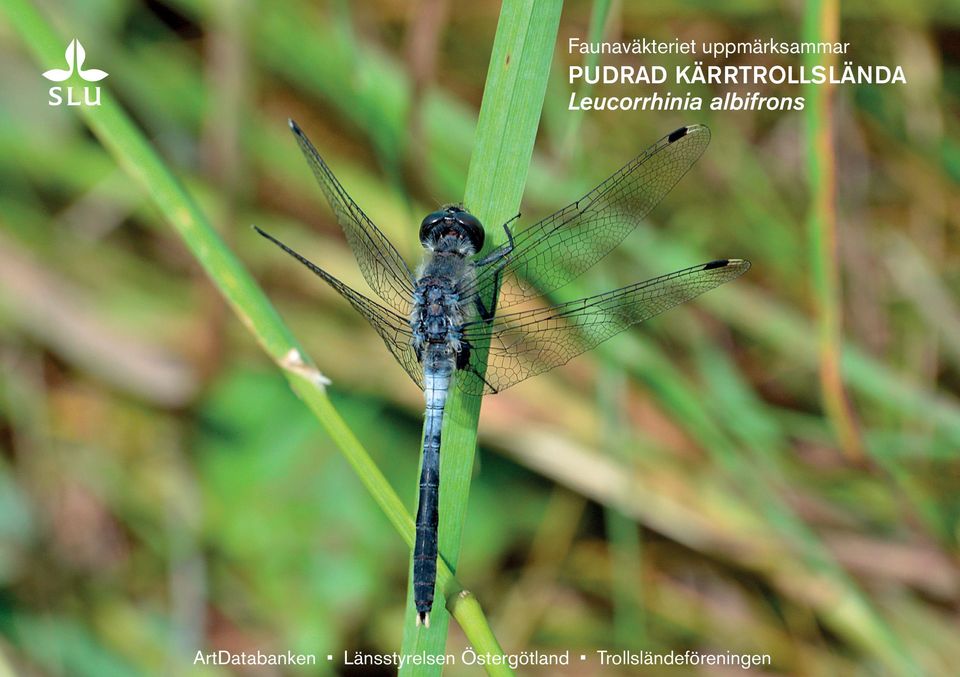 Leucorrhinia albifrons