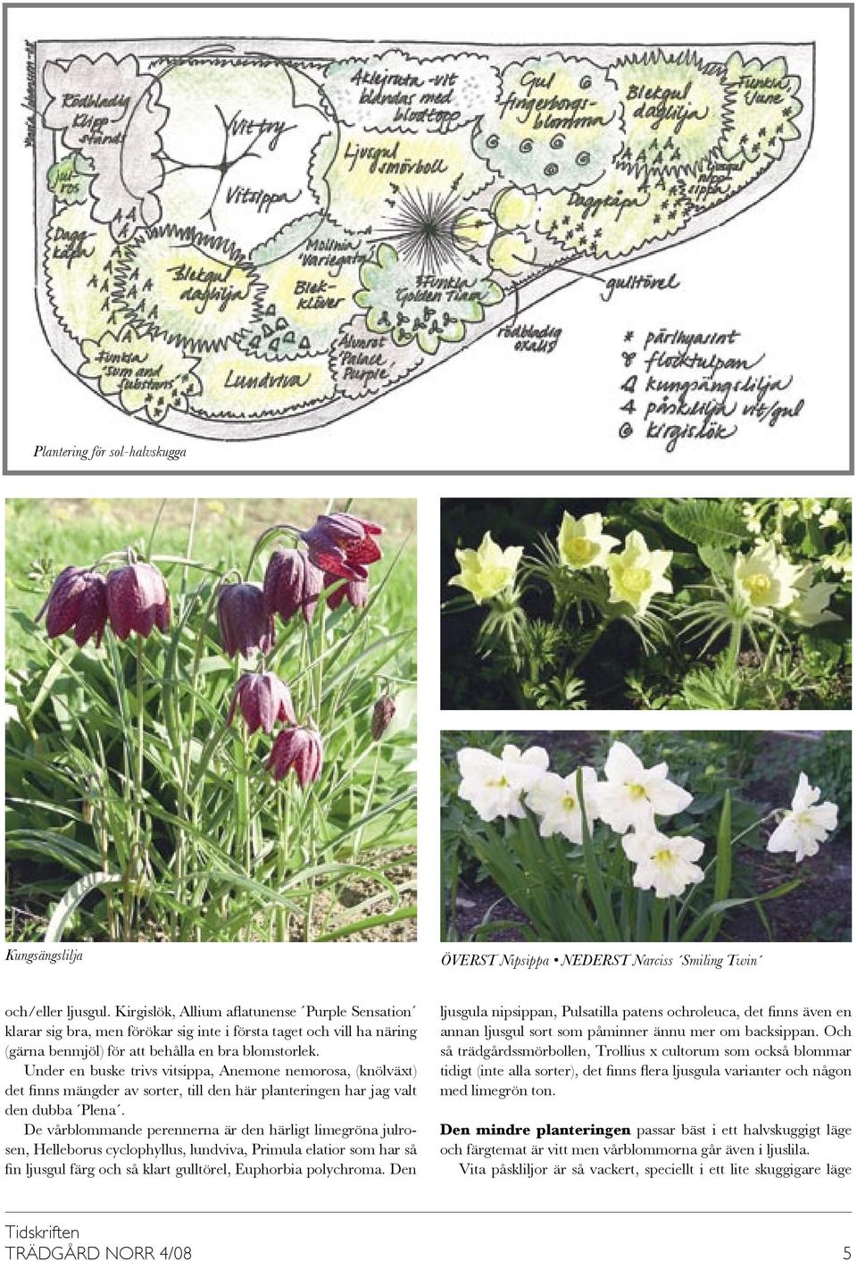 Under en buske trivs vitsippa, Anemone nemorosa, (knölväxt) det finns mängder av sorter, till den här planteringen har jag valt den dubba Plena.