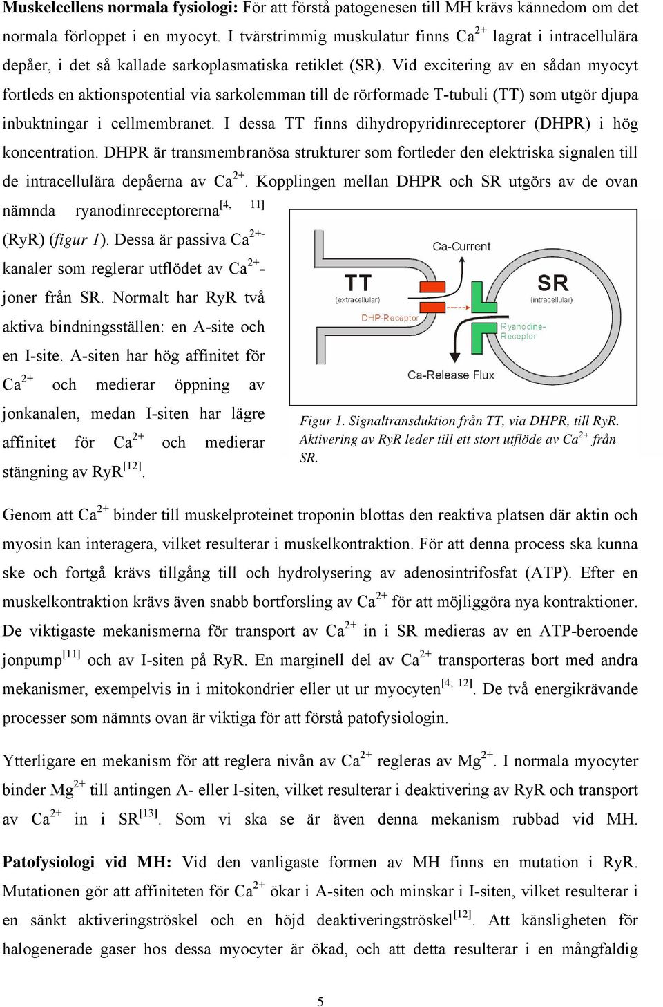 Vid excitering av en sådan myocyt fortleds en aktionspotential via sarkolemman till de rörformade T-tubuli (TT) som utgör djupa inbuktningar i cellmembranet.