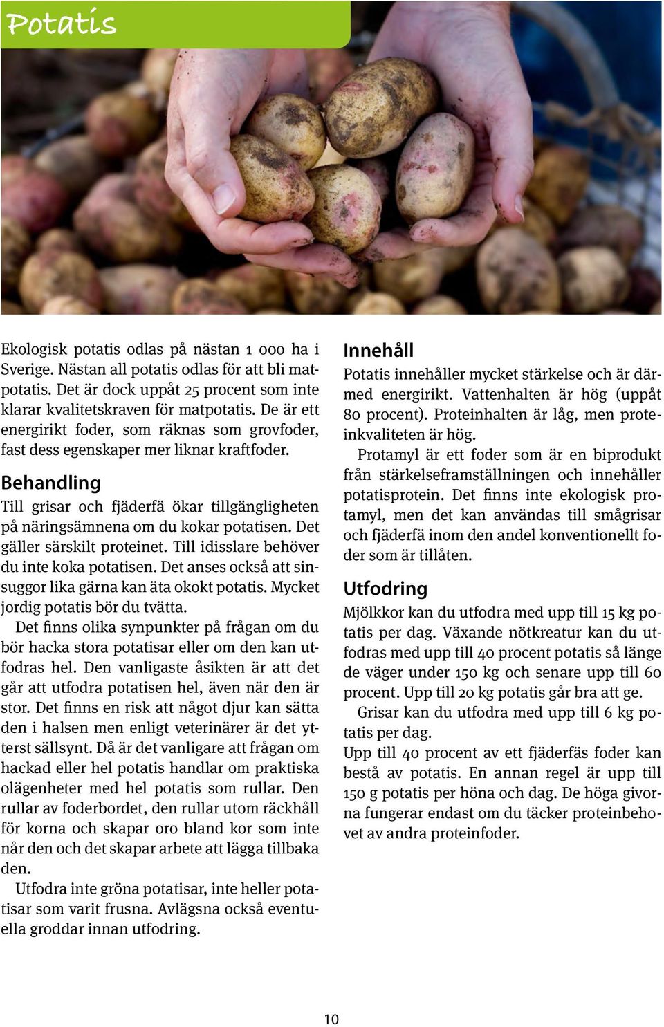 Det gäller särskilt proteinet. Till idisslare behöver du inte koka potatisen. Det anses också att sinsuggor lika gärna kan äta okokt potatis. Mycket jordig potatis bör du tvätta.