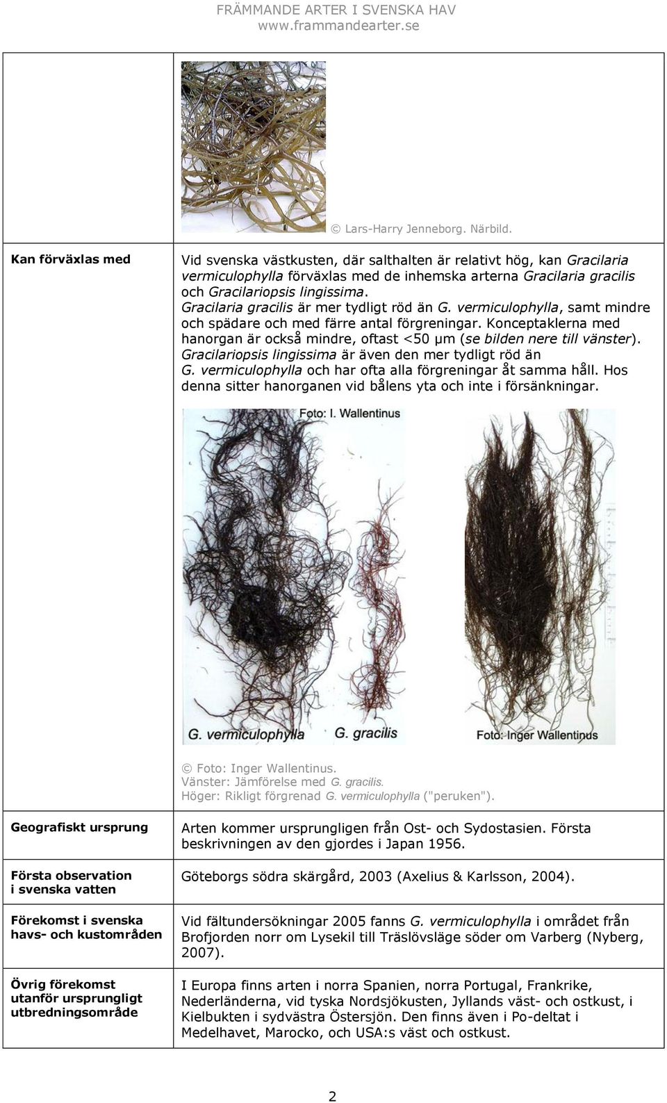 Gracilaria gracilis är mer tydligt röd än G. vermiculophylla, samt mindre och spädare och med färre antal förgreningar.