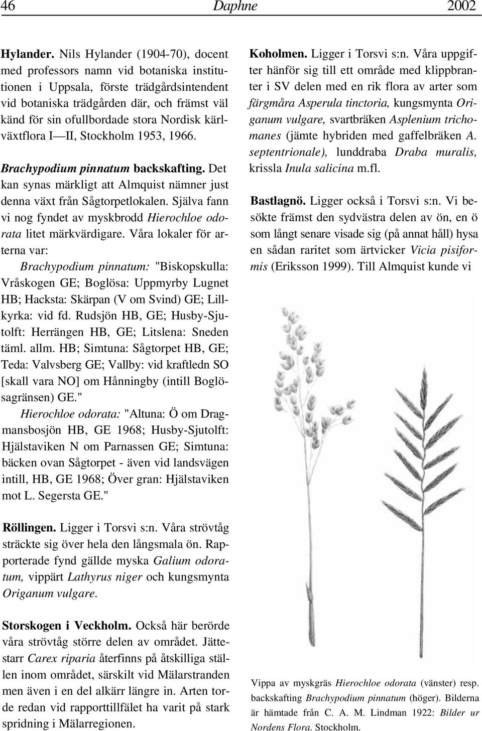 Nordisk kärlväxtflora I II, Stockholm 1953, 1966. Brachypodium pinnatum backskafting. Det kan synas märkligt att Almquist nämner just denna växt från Sågtorpetlokalen.