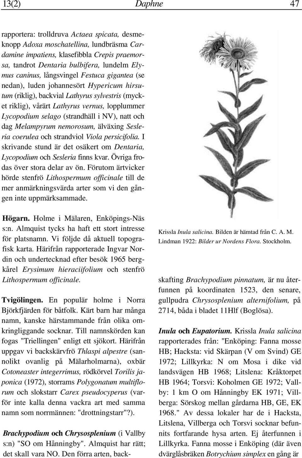 (strandhäll i NV), natt och dag Melampyrum nemorosum, älväxing Sesleria coerulea och strandviol Viola persicifolia. I skrivande stund är det osäkert om Dentaria, Lycopodium och Sesleria finns kvar.