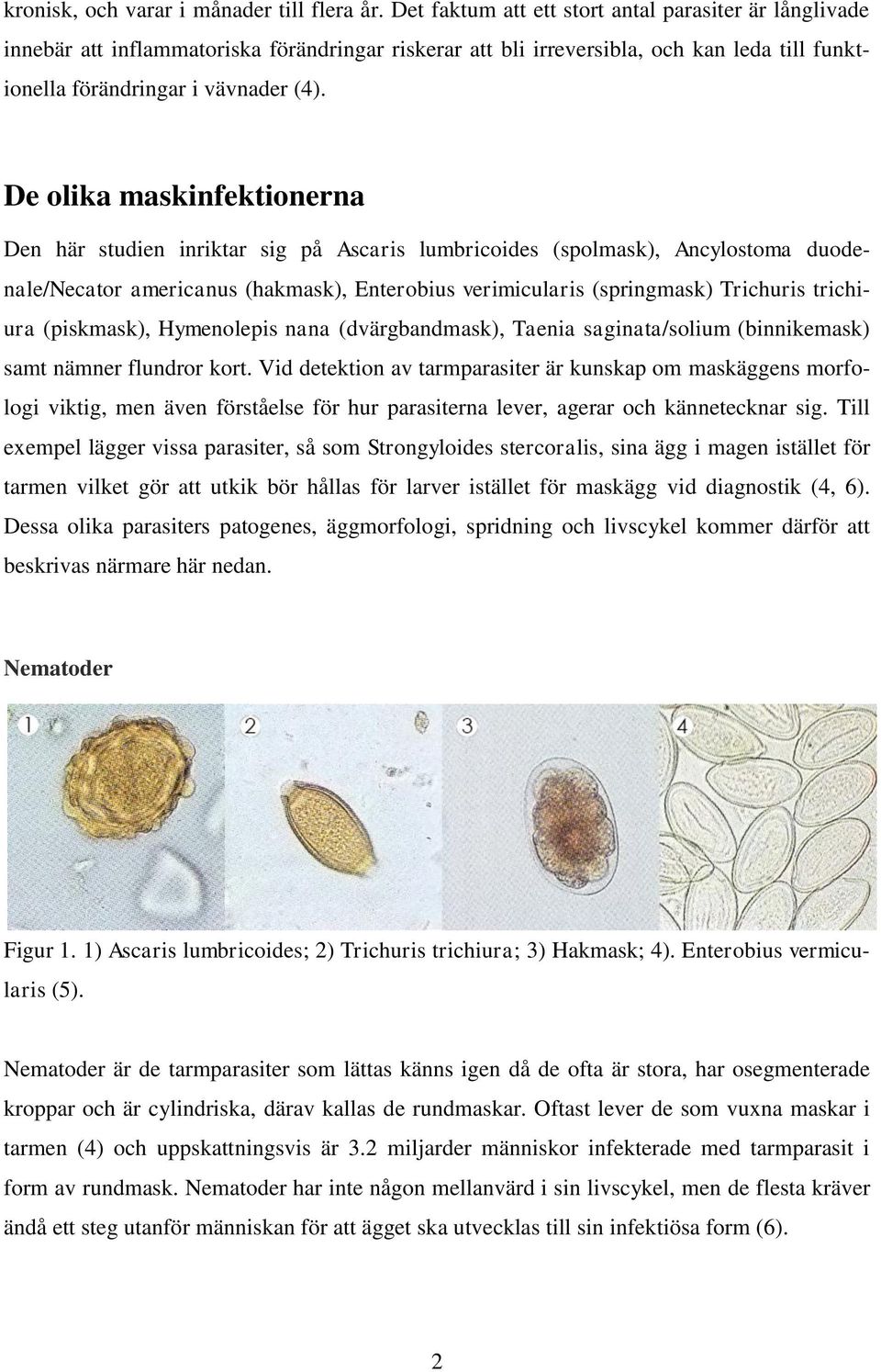 De olika maskinfektionerna Den här studien inriktar sig på Ascaris lumbricoides (spolmask), Ancylostoma duodenale/necator americanus (hakmask), Enterobius verimicularis (springmask) Trichuris