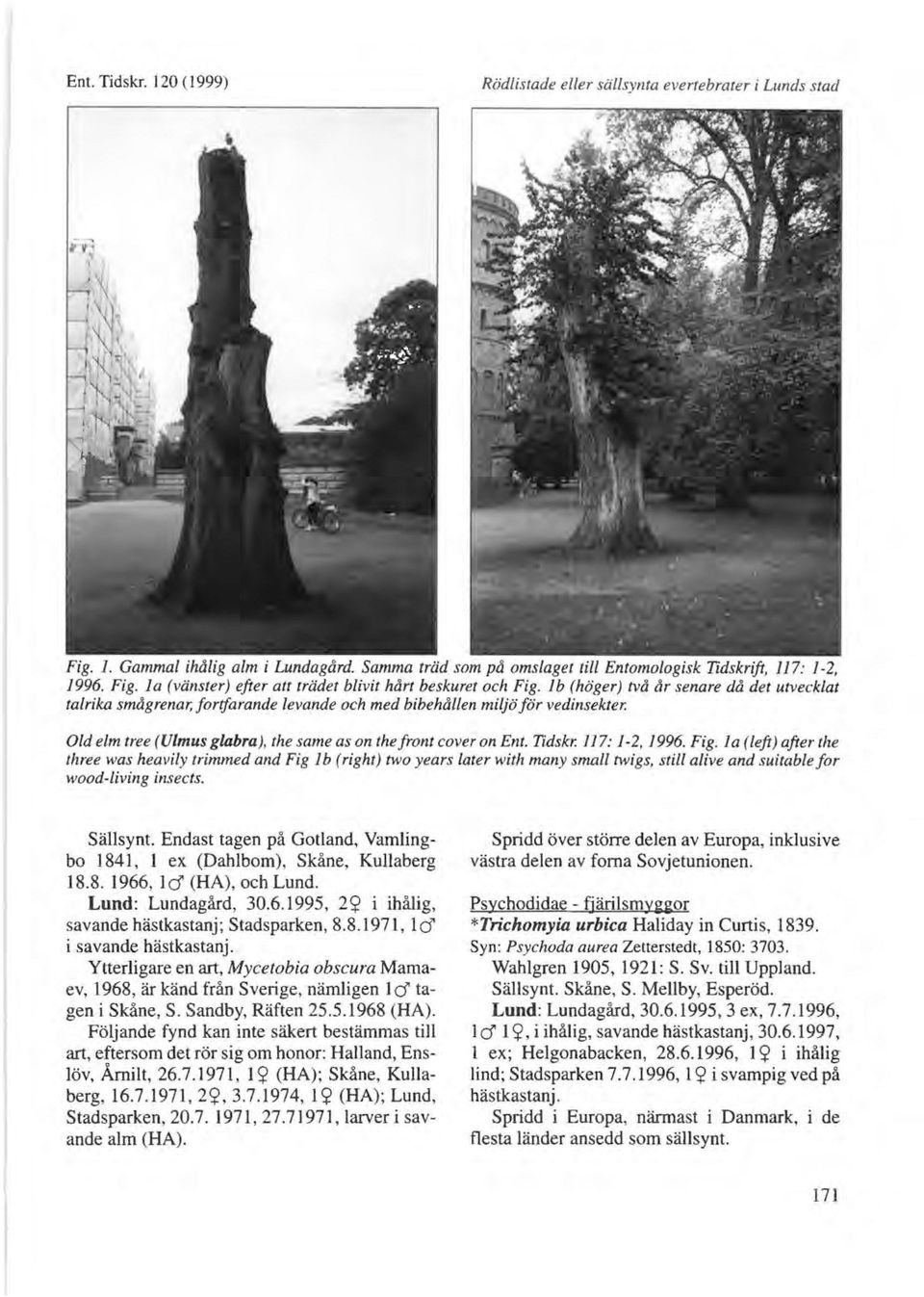 Tidskr: 11 7: J -2, 1996. Fig. I a (left) after the three was heavily trimmed and Fig Ib (right) two years later with many small twigs, still alive and suitable for wood-living insects. Slillsynt.