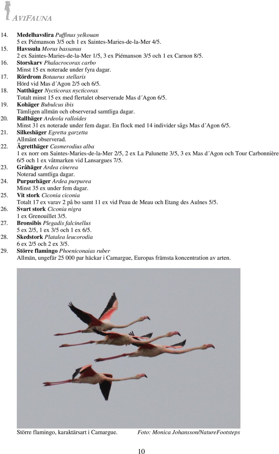 Natthäger Nycticorax nycticorax Totalt minst 15 ex med flertalet observerade Mas d Agon 6/5. 19. Kohäger Bubulcus ibis Tämligen allmän och observerad samtliga dagar. 20.