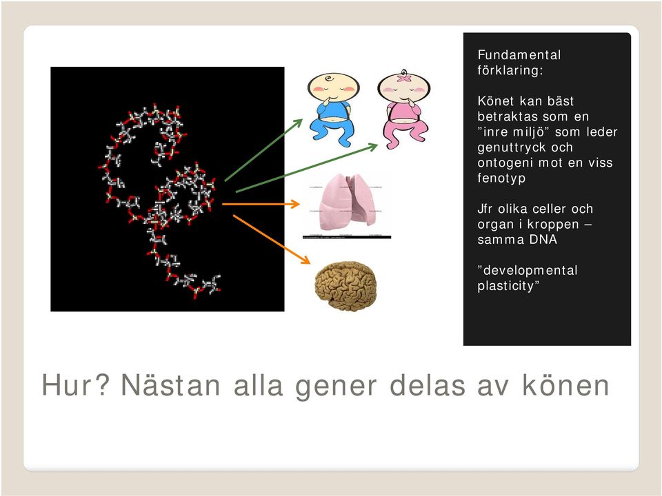 fenotyp Jfr olika celler och organ i kroppen samma DNA