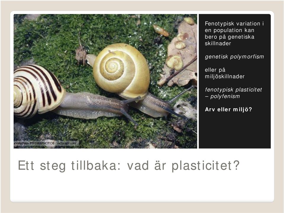 miljöskillnader fenotypisk plasticitet polyfenism