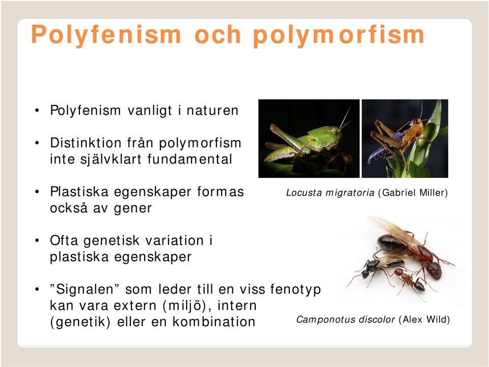 Miller) Ofta genetisk variation i plastiska egenskaper Signalen som leder till en viss