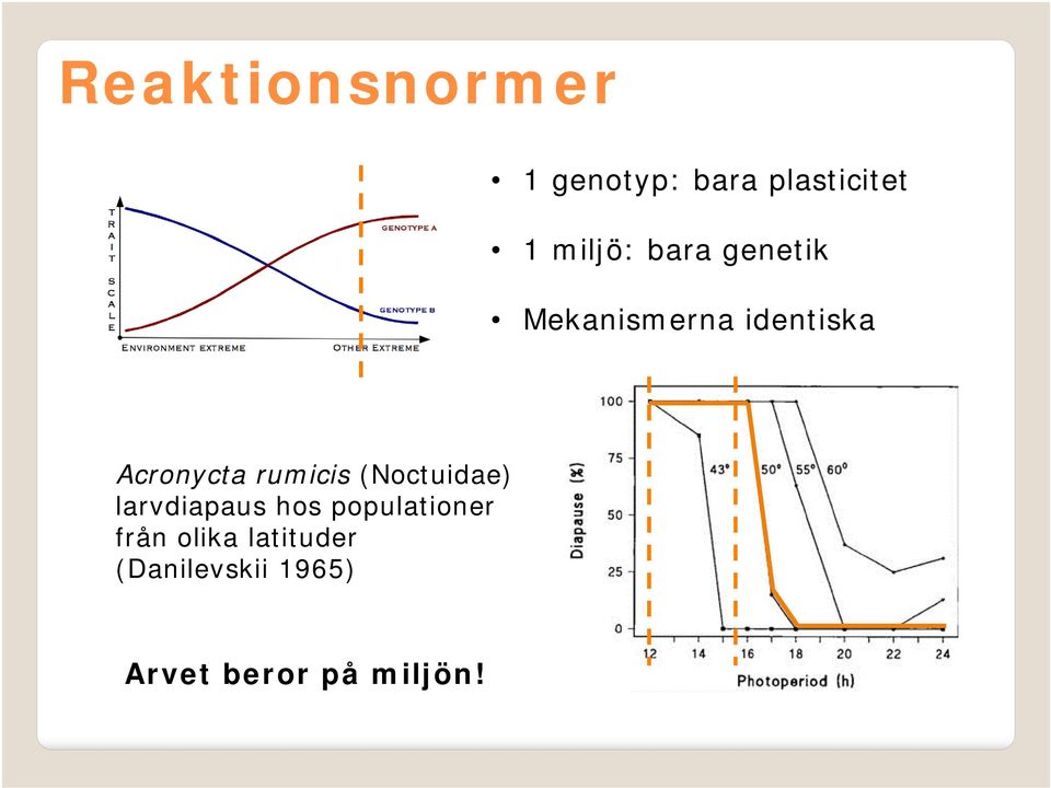 rumicis (Noctuidae) larvdiapaus hos populationer