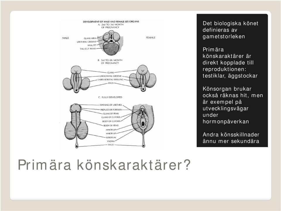 brukar också räknas hit, men är exempel på utvecklingsvägar under