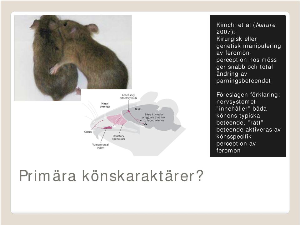 Föreslagen förklaring: nervsystemet innehåller båda könens typiska beteende,