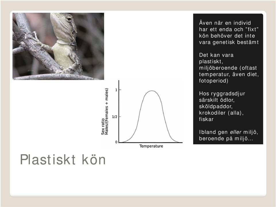 temperatur, även diet, fotoperiod) Hos ryggradsdjur särskilt ödlor,