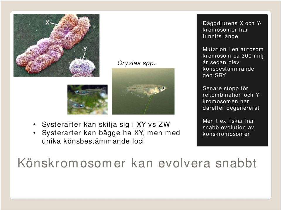 rekombination och Y- kromosomen har därefter degenererat Systerarter kan skilja sig i XY vs ZW