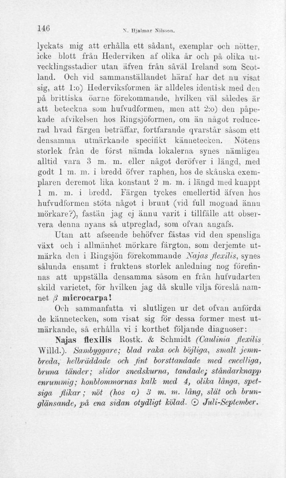 att 2:o) den påpekade afvikelsen hos rtingsjöformen, om än något reducerad hvad fårgen beträffar, fortfarande qvarstår såsoin ett densamma utmärkande speciiikt kännetecken.