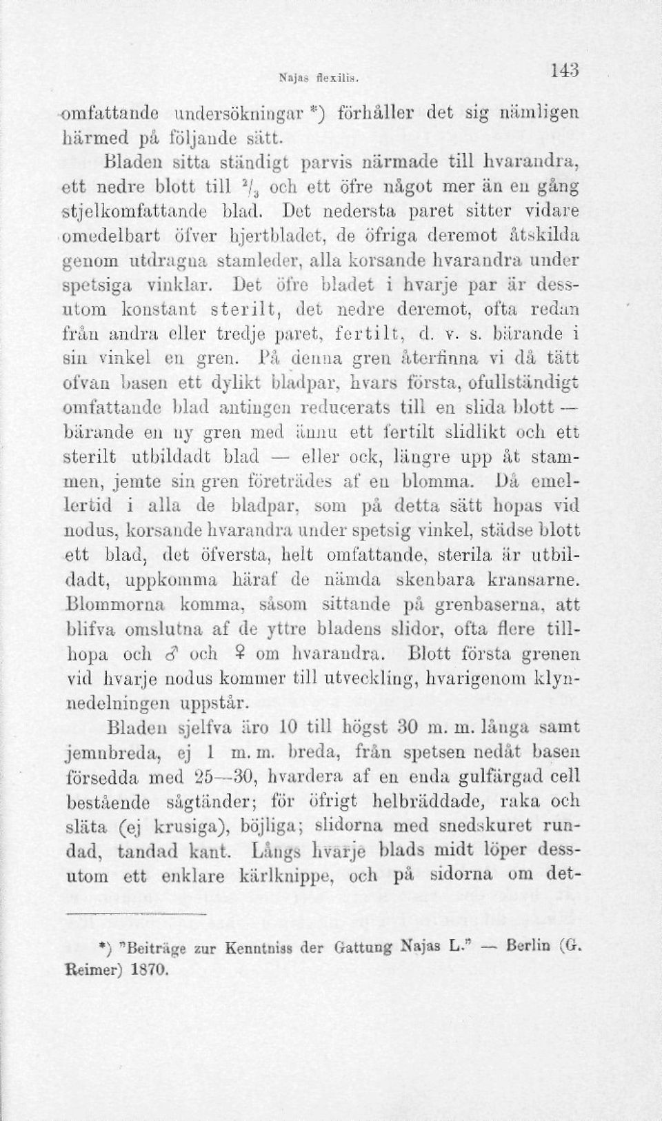 Dot nedersta paret sitter vidare omedelbart öfver hjertbladct, de öfriga deremot åtskilda genom åtdragna stamleder, alla korsande hvaraudra under spetsiga vinklar.