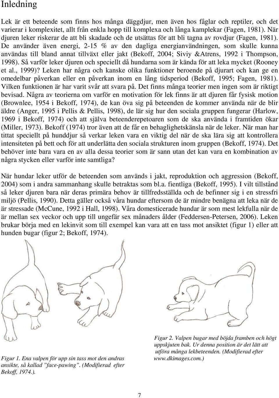 De använder även energi, 2-15 % av den dagliga energianvändningen, som skulle kunna användas till bland annat tillväxt eller jakt (Bekoff, 2004; Siviy &Atrens, 1992 i Thompson, 1998).