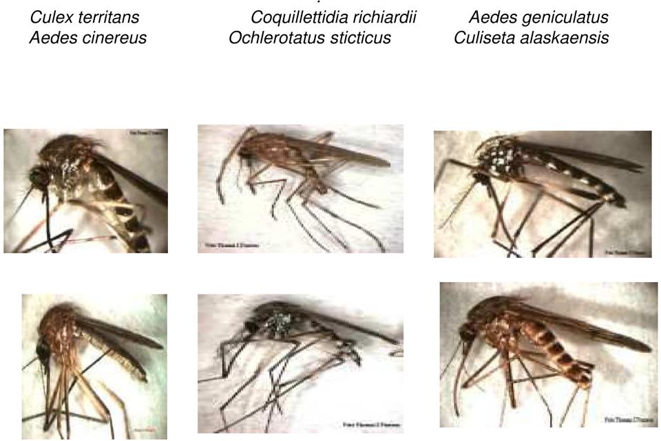 Aedes geniculatus Aedes