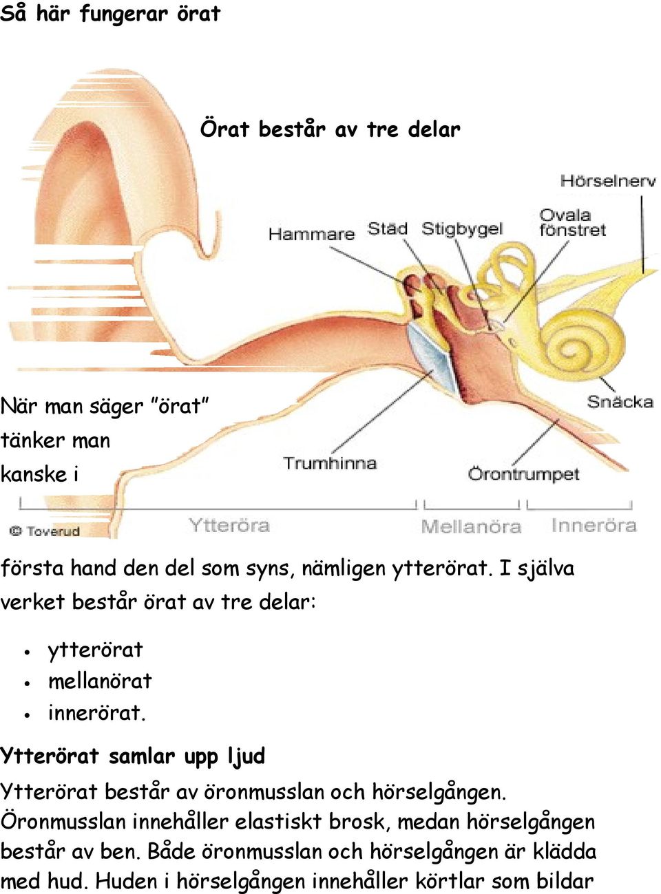 Ytterörat samlar upp ljud Ytterörat består av öronmusslan och hörselgången.
