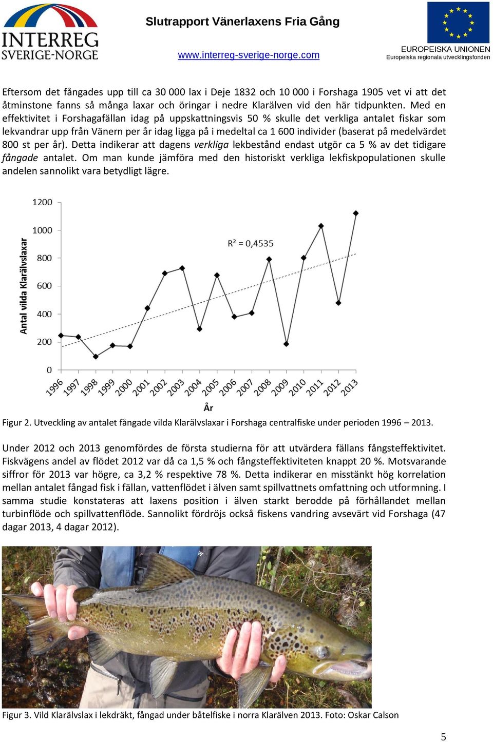 medelvärdet 800 st per år). Detta indikerar att dagens verkliga lekbestånd endast utgör ca 5 % av det tidigare fångade antalet.