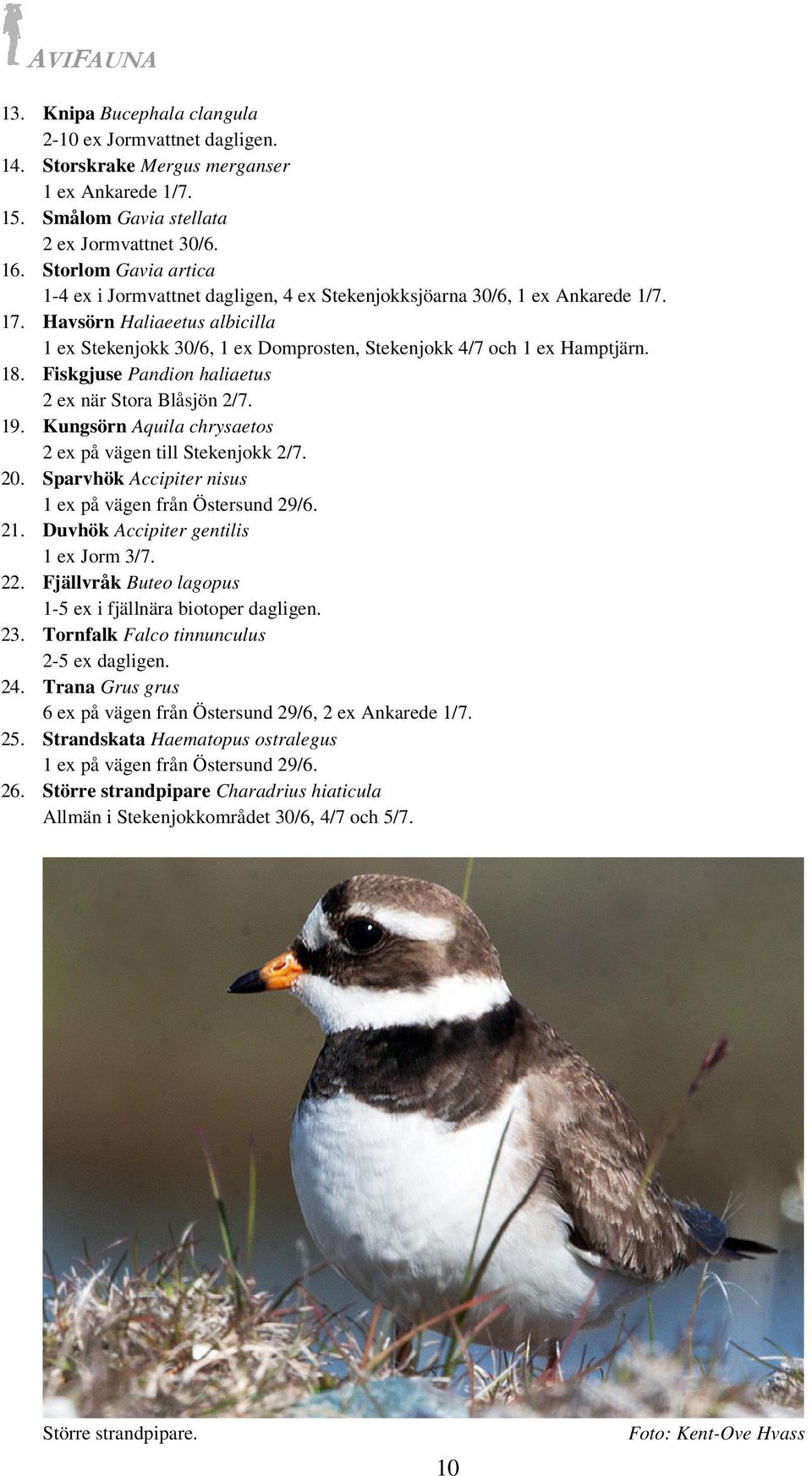 Havsörn Haliaeetus albicilla 1 ex Stekenjokk 30/6, 1 ex Domprosten, Stekenjokk 4/7 och 1 ex Hamptjärn. 18. Fiskgjuse Pandion haliaetus 2 ex när Stora Blåsjön 2/7. 19.