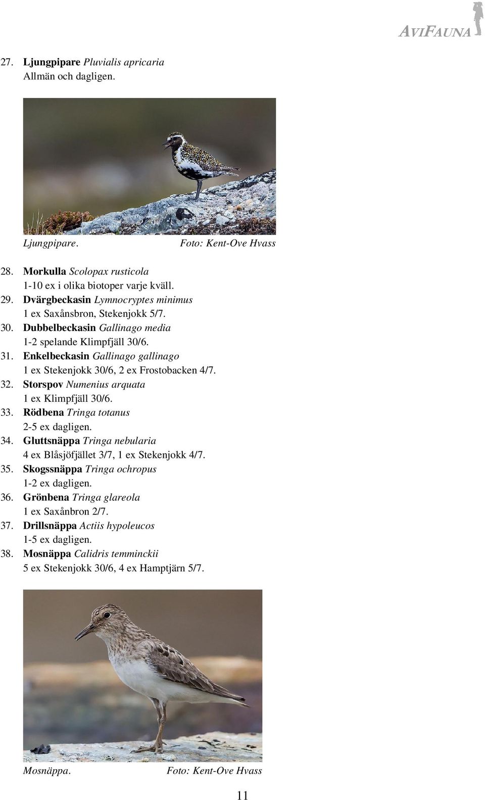 Enkelbeckasin Gallinago gallinago 1 ex Stekenjokk 30/6, 2 ex Frostobacken 4/7. 32. Storspov Numenius arquata 1 ex Klimpfjäll 30/6. 33. Rödbena Tringa totanus 2-5 ex dagligen. 34.