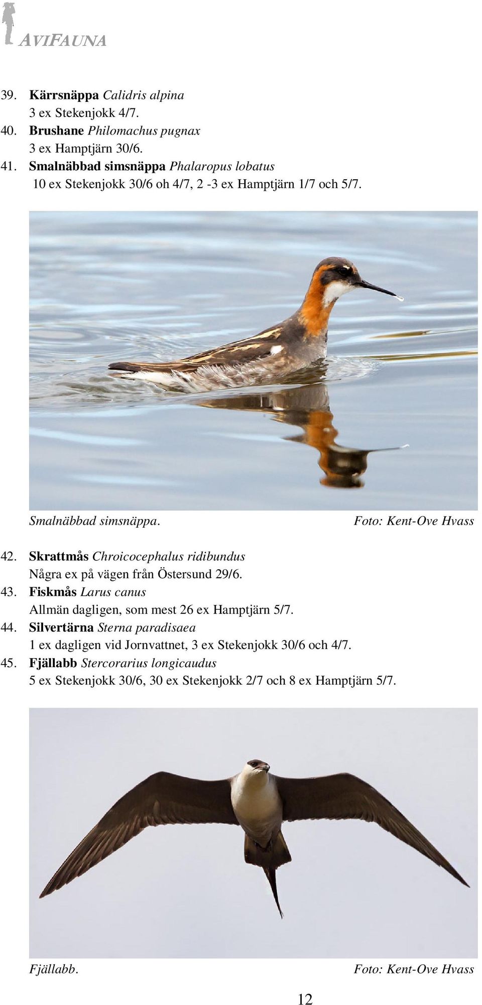 Skrattmås Chroicocephalus ridibundus Några ex på vägen från Östersund 29/6. 43. Fiskmås Larus canus Allmän dagligen, som mest 26 ex Hamptjärn 5/7.