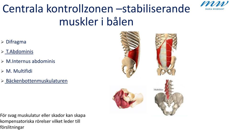 Multifidi Bäckenbottenmuskulaturen För svag muskulatur