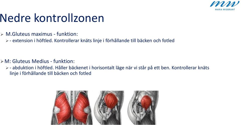 Medius - funktion: - abduktion i höftled.