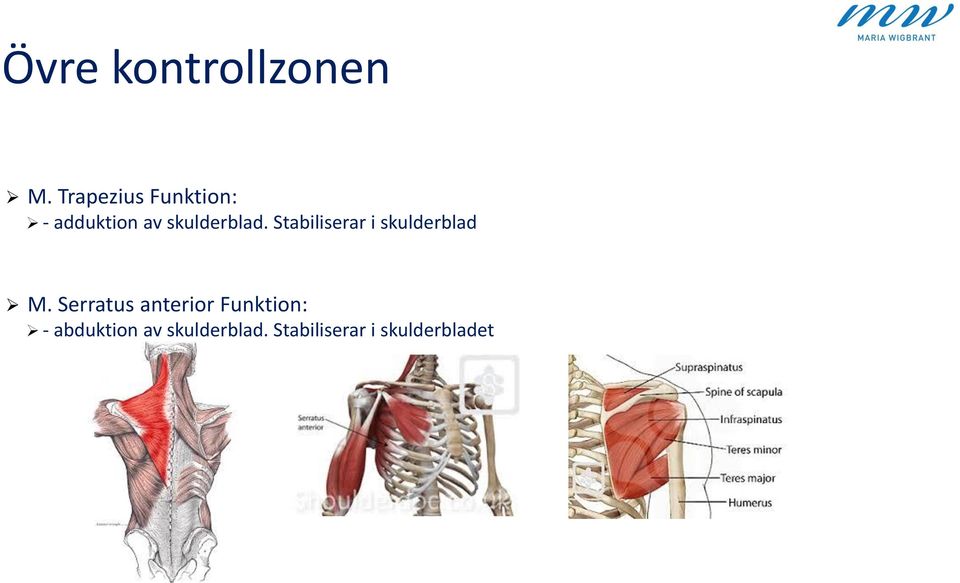 skulderblad. Stabiliserar i skulderblad M.