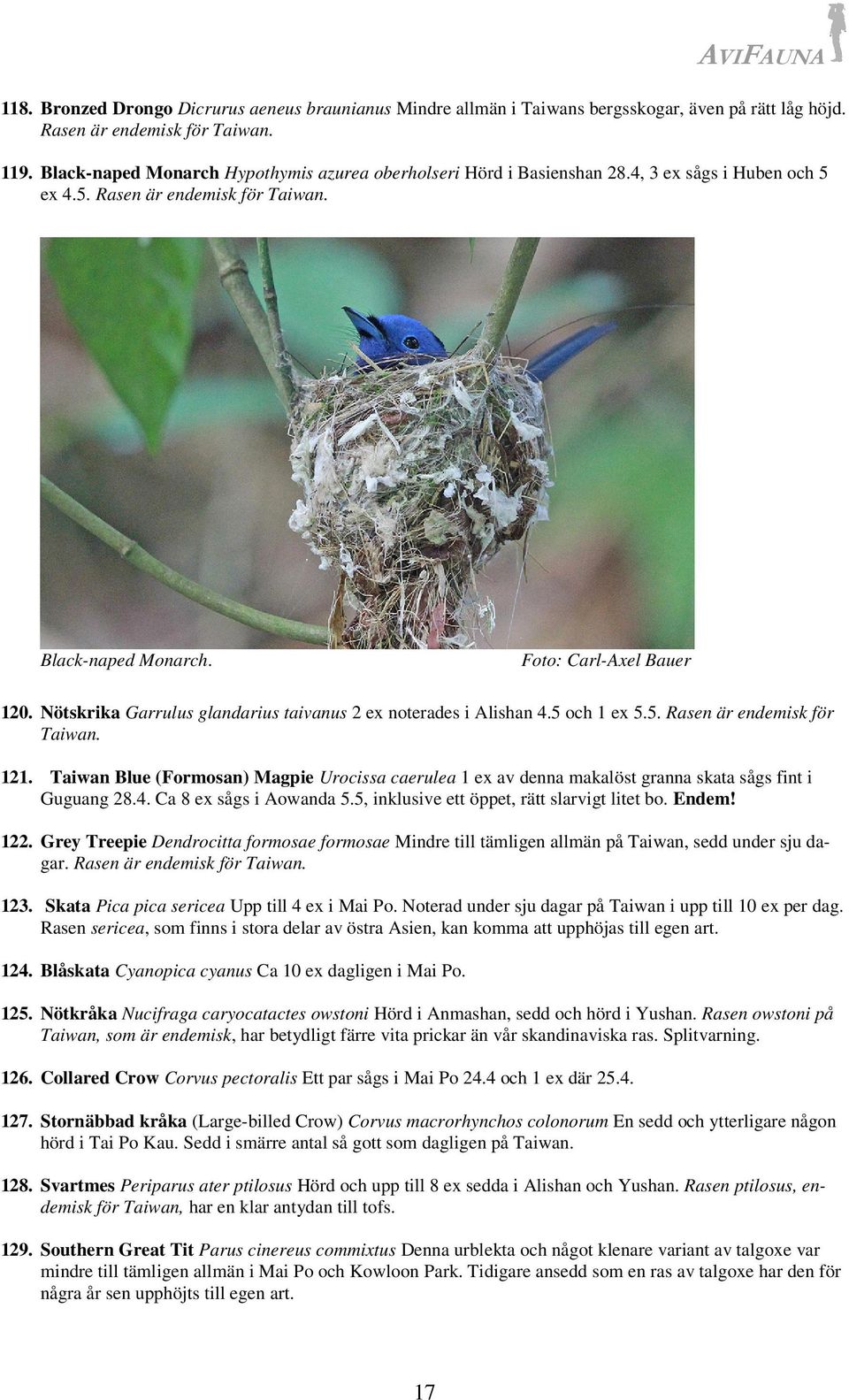 Nötskrika Garrulus glandarius taivanus 2 ex noterades i Alishan 4.5 och 1 ex 5.5. Rasen är endemisk för Taiwan. 121.