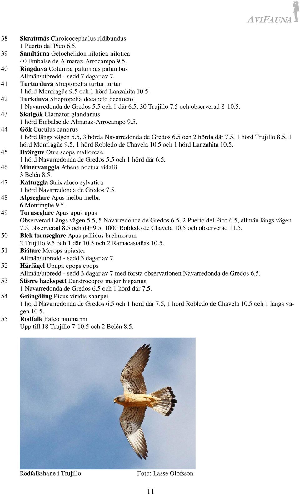 5 och observerad 8-10.5. 43 Skatgök Clamator glandarius 1 hörd Embalse de Almaraz-Arrocampo 9.5. 44 Gök Cuculus canorus 1 hörd längs vägen 5.5, 3 hörda Navarredonda de Gredos 6.5 och 2 hörda där 7.