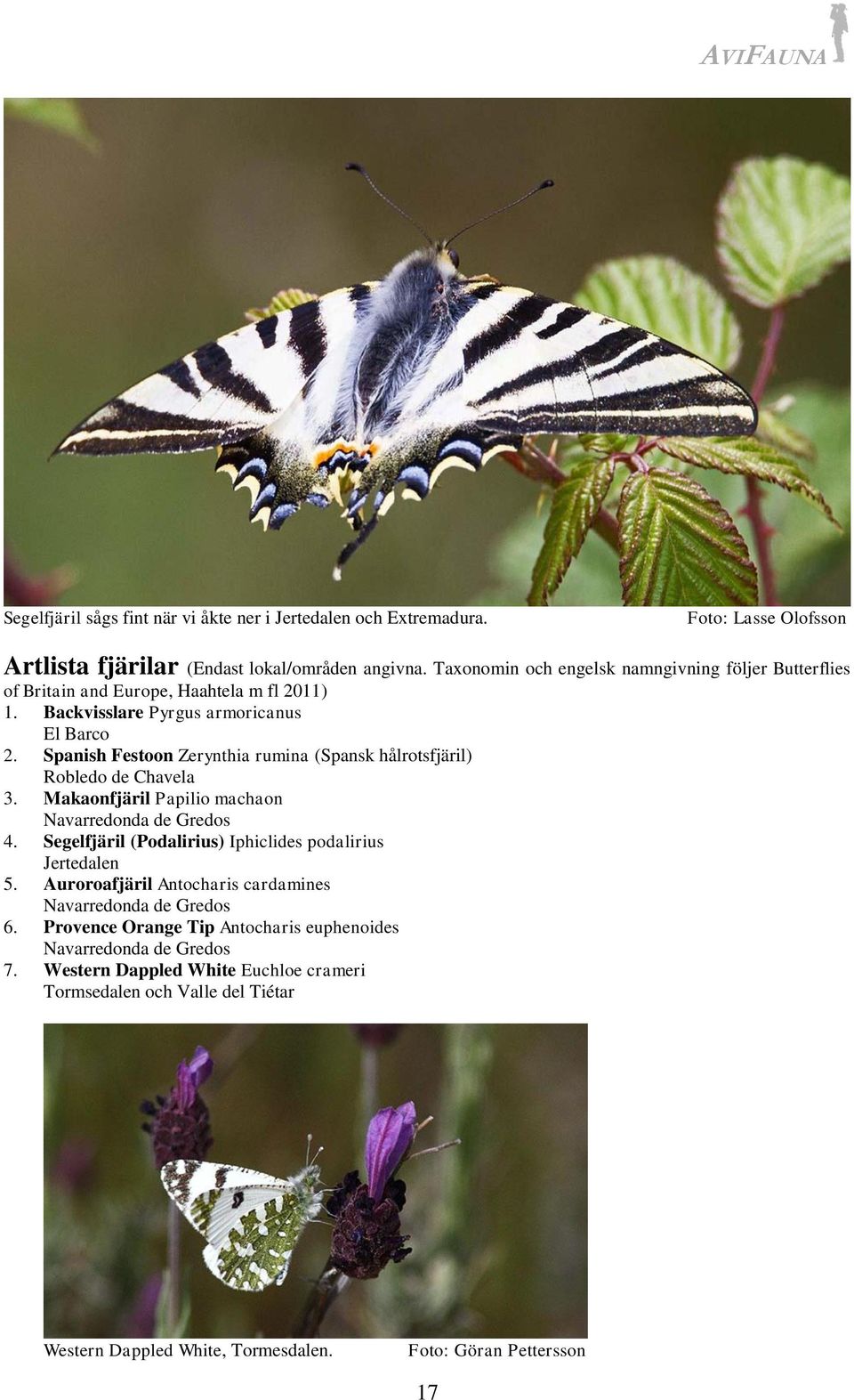 Spanish Festoon Zerynthia rumina (Spansk hålrotsfjäril) Robledo de Chavela 3. Makaonfjäril Papilio machaon Navarredonda de Gredos 4.