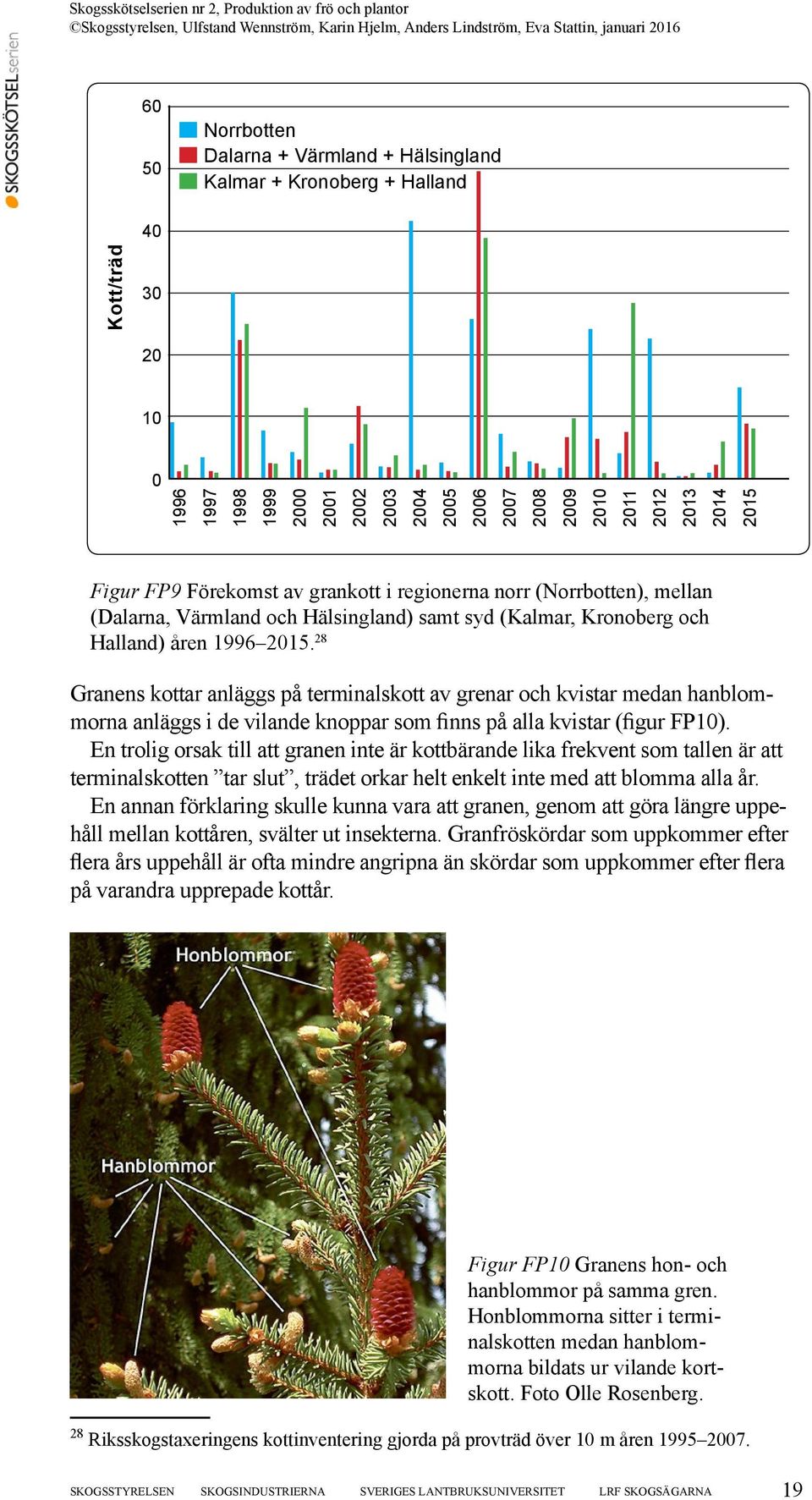 28 Granens kottar anläggs på terminalskott av grenar och kvistar medan hanblommorna anläggs i de vilande knoppar som finns på alla kvistar (figur FP10).