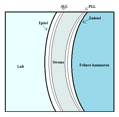 Figur 1.1 En schematisk bild över corneas uppbyggnadslager I förstoring. Baserad på förlaga från Atchison (2012). 1.1.1.1 Epitelet Corneas yttersta lager (yta-luft) närmast tårfilmen är epitelet.