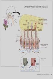 Kan inverka negativt på sjukdomsförloppet ESPEN Guidelines on Nutrition in Dementia Clinical Nutrition 05 Den onda cirkeln Nutritionsproblem Stadie av sjukdomen Försämrat smak- och luktsinne