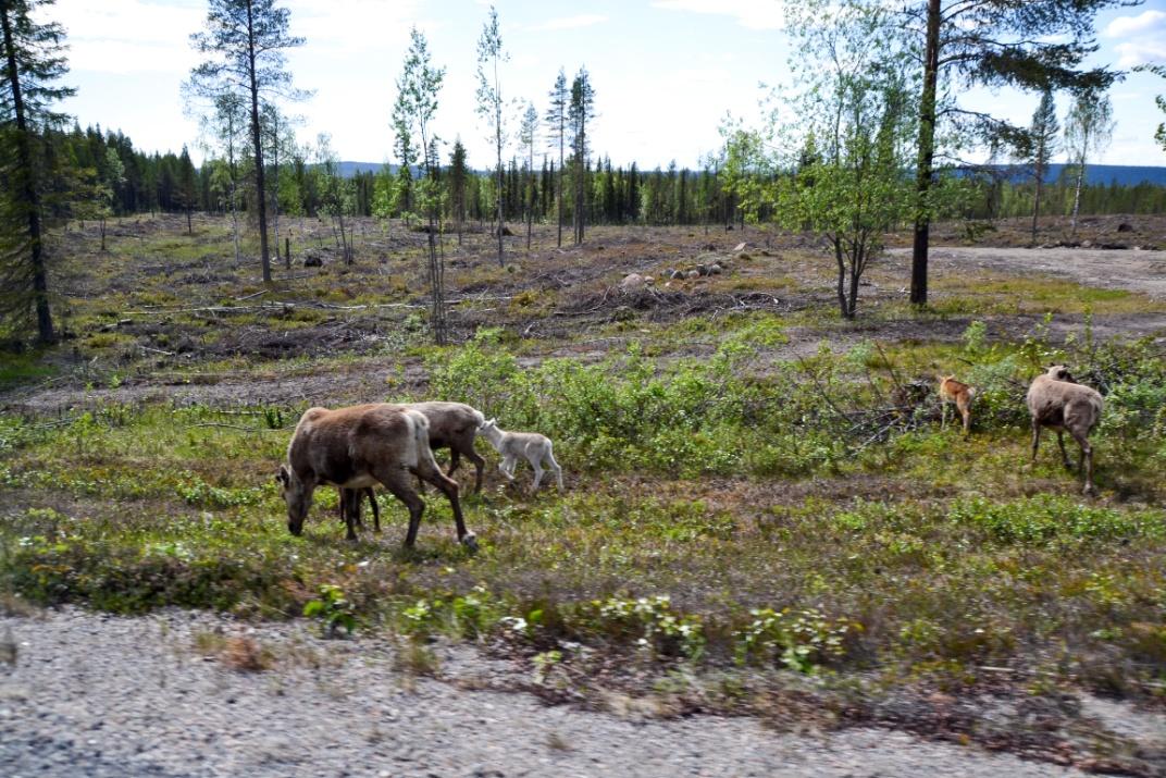 egna gener, satte jag mig ner och "mediterade" ett tag på den rastplats som troligen hembygdsföreningen ställt i ordning. Rastplats vid Keinosuando. Foto: Per Berglund 2015.