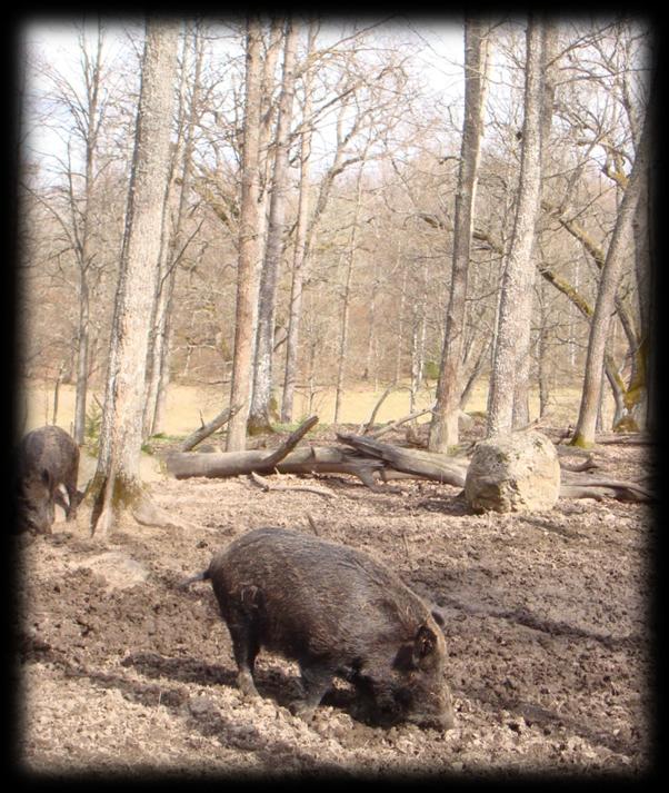 Hur hanteras vildsvinets (Sus scrofa) populationstillväxt i Sverige idag? How is the population growth of the wild boar (Sus scrofa) managed in Sweden today?