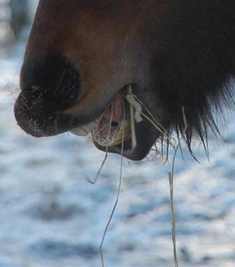 HÄSTENS SINNEN Hästen har fem sinnen. Hörsel, lukt, smak, känsel och syn. HÖRSEL Hästen hör väldigt bra. Hästen kan vrida sitt öra åt olika håll och kan på så sätt fånga upp ljudet bättre.